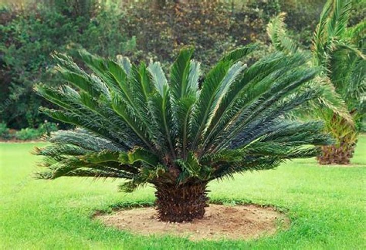 Why are cycads so valuable
