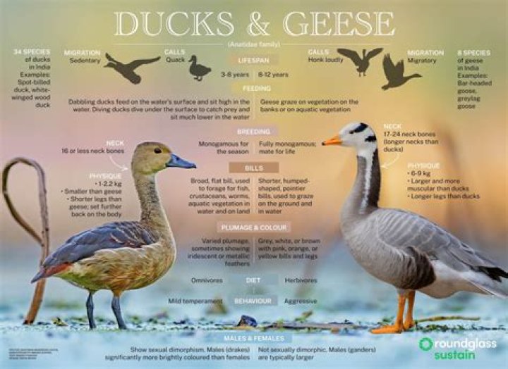 Why are ducks a pest in NZ