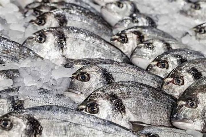 Why are fish packed in ice