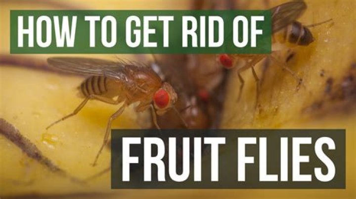 Why are fruit flies so hard to kill
