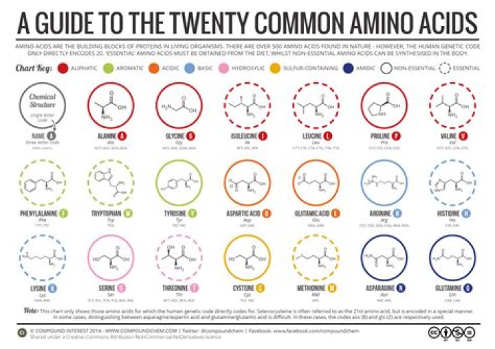 Why are L amino acids common