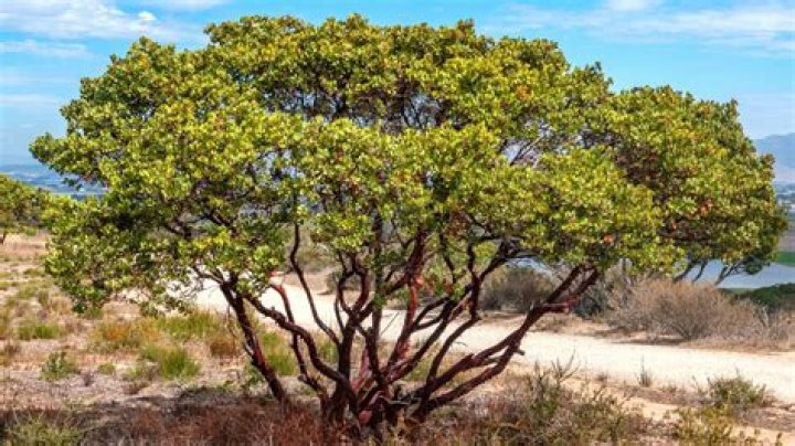 Why are manzanita trees cold