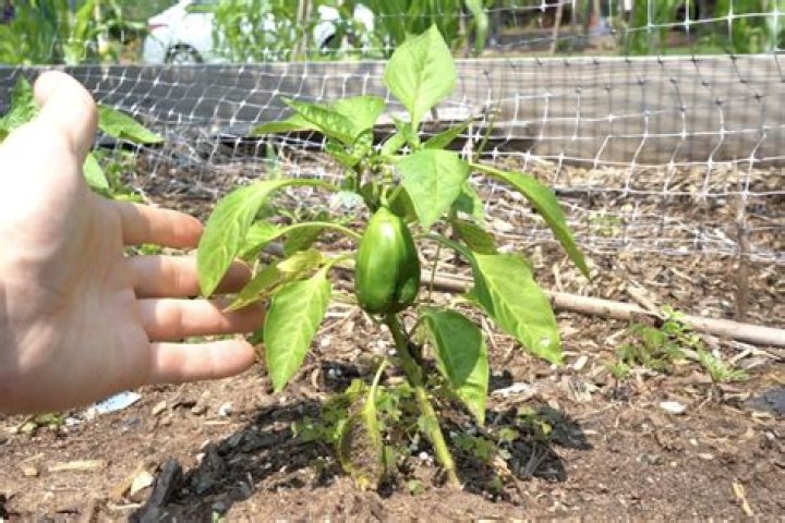 Why are my bell peppers not growing