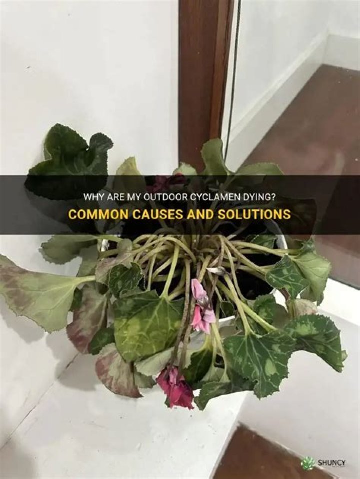 Why are my cyclamens dying