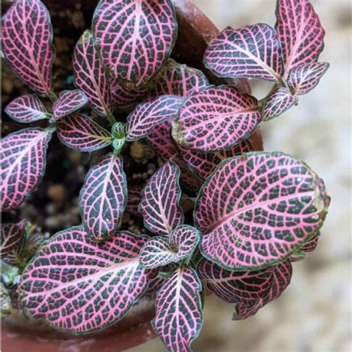 Why are my Fittonia leaves curling