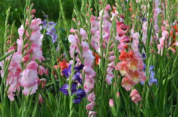 Why are my gladiolus wilting