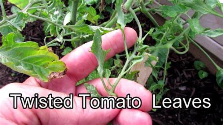 Why are my leaves twisting