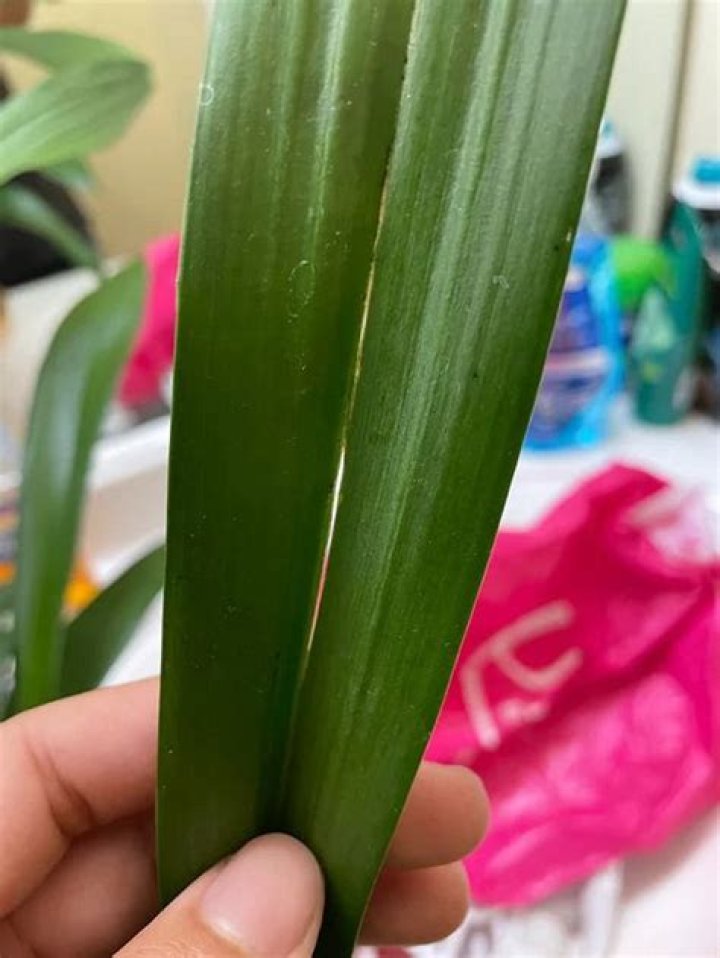 Why are my orchids leaves splitting