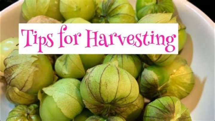 Why are my tomatillos sour