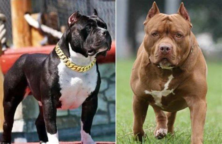 Why are pit bulls scary