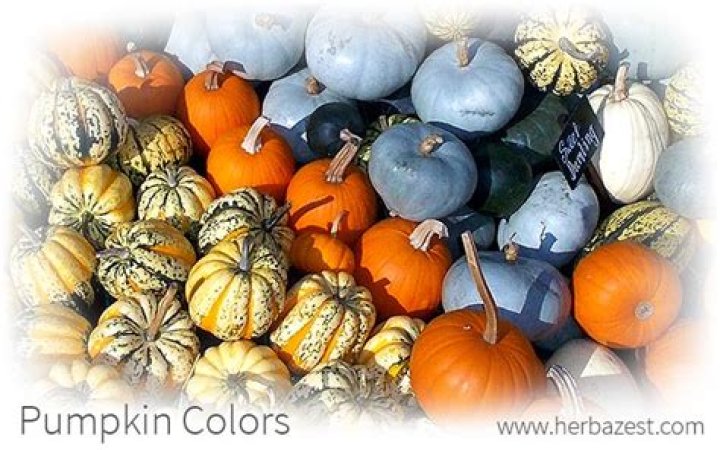 Why are pumpkins different colors