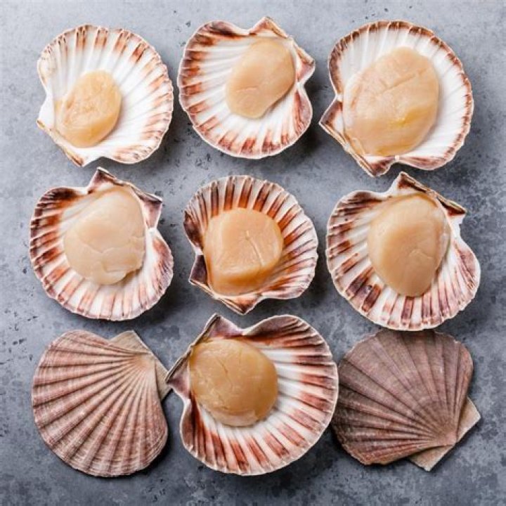 Why are scallops important