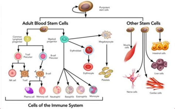 Why are stem cells important to blood production