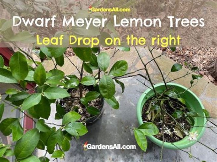 Why are the leaves on my Meyer lemon tree falling off
