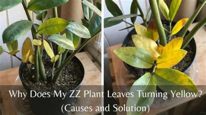 Why are the leaves on my ZZ plant turning yellow