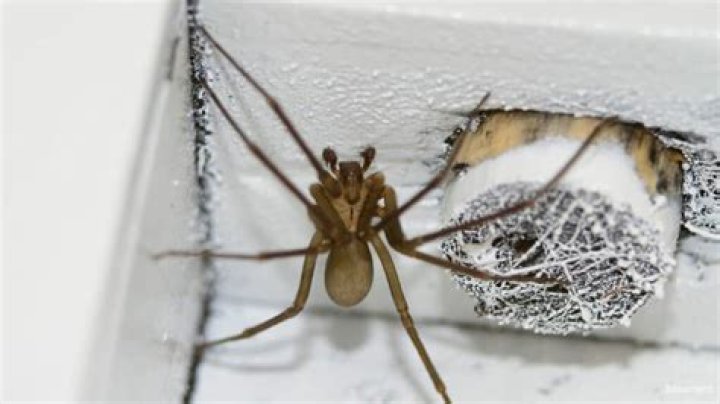 Why are there spiders in my basement