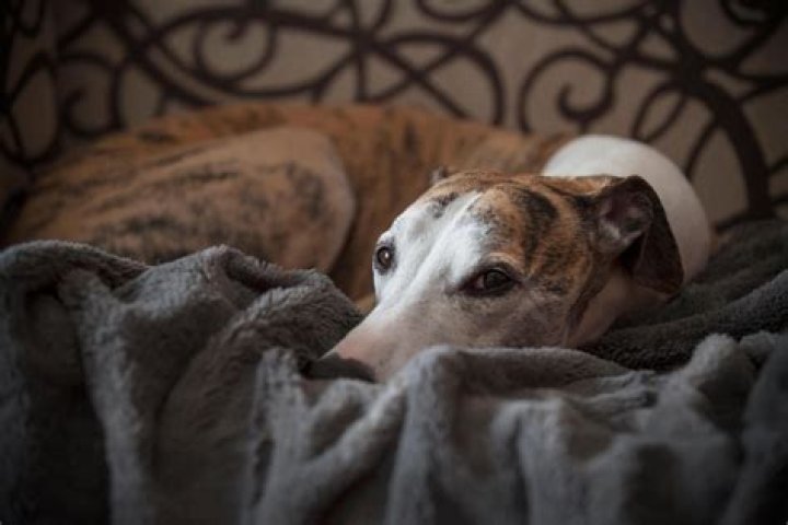 Why are whippets so cuddly