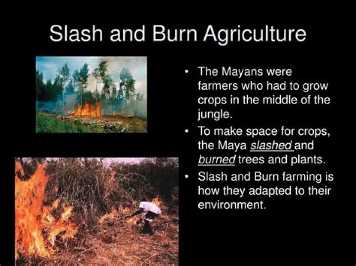 Why did Mayans use slash and burn