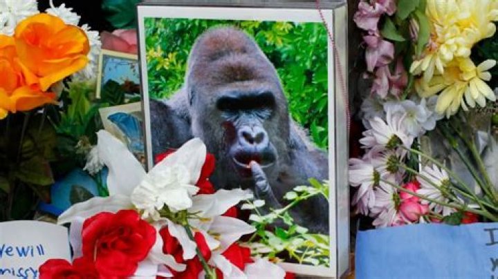 Why did Michael the gorilla die