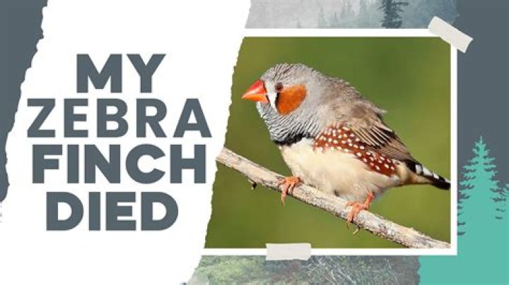 Why did my zebra finch died