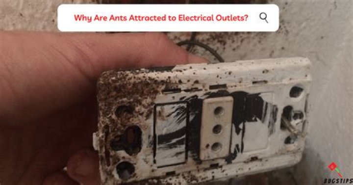 Why do ants come out of outlets