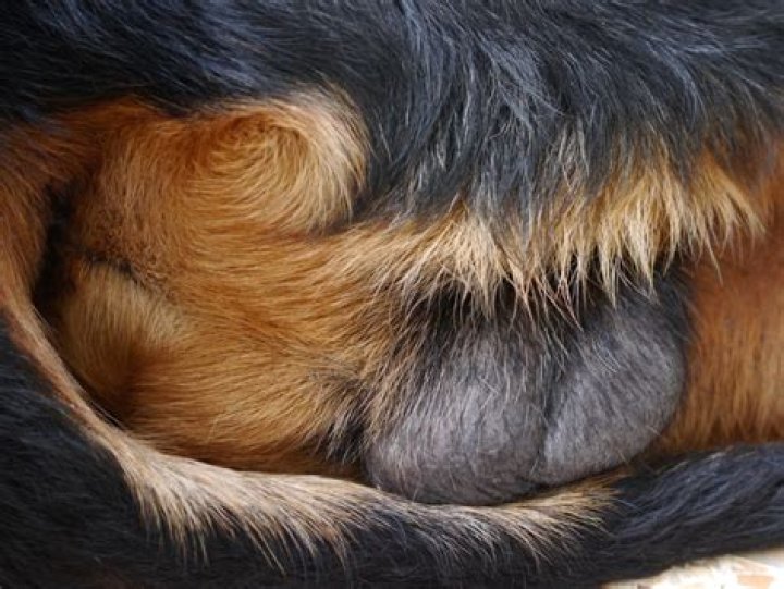 Why do dogs need Neuticles