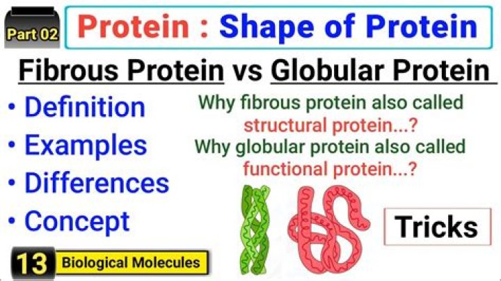 Why do fibrous proteins have repeating sequences