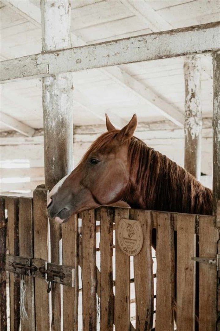 Why do horses chew on wood