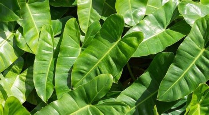 Why do plants have runners