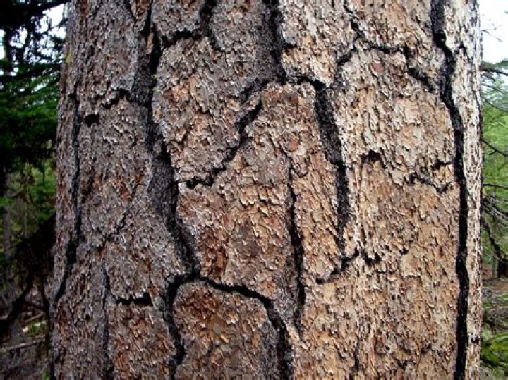 Why do Ponderosa pines smell like vanilla