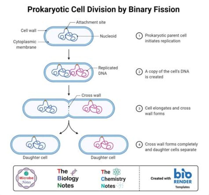 Why do prokaryotic cells divide by binary fission