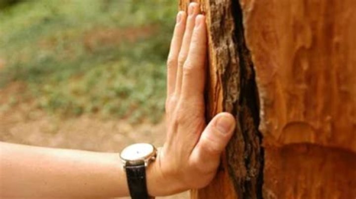 Why do they say touch wood