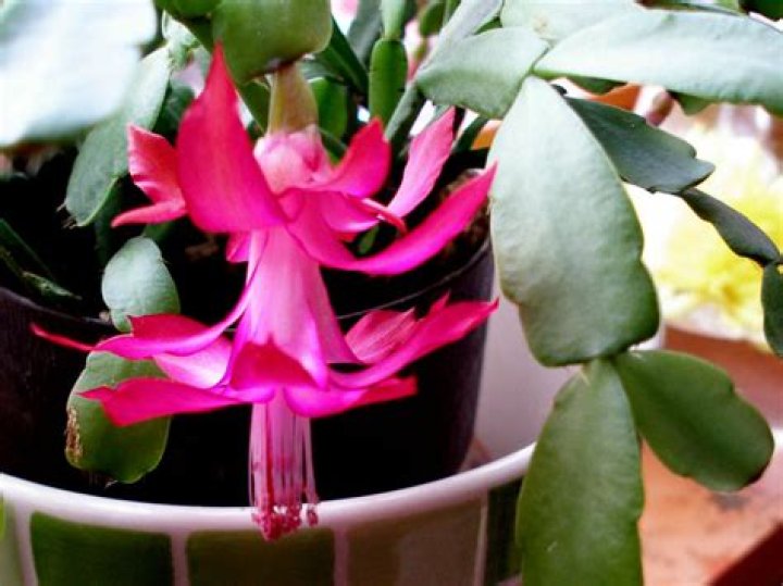Why does Christmas cactus leaves turn red