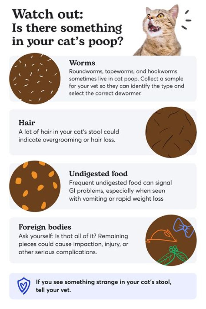 Why does my cat do parkour