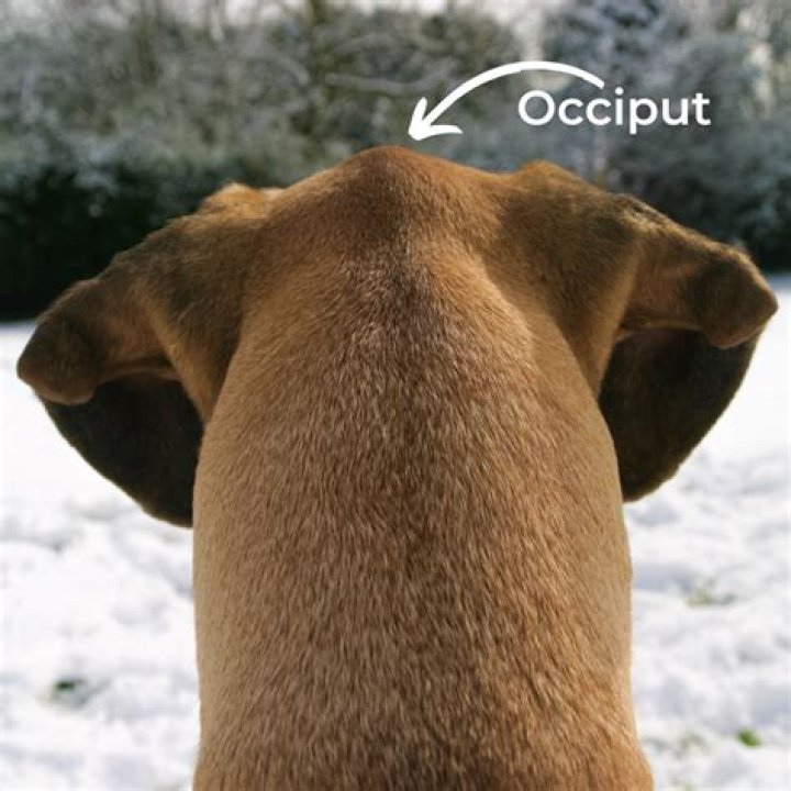 Why does my dog have a bump on its head