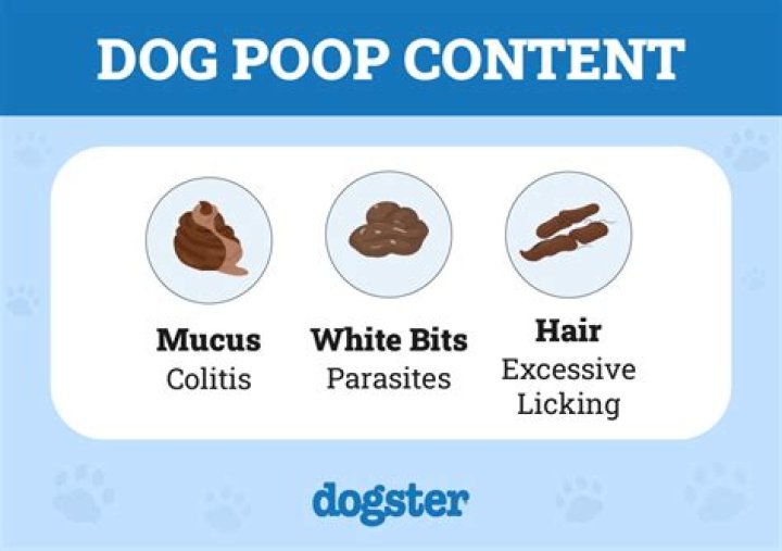 Why does my dog like caves