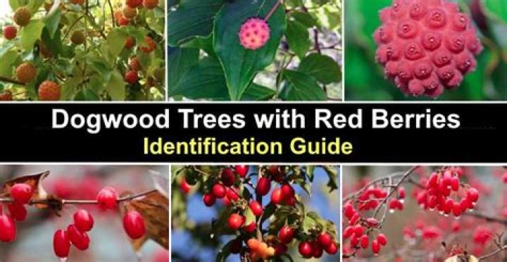 Why does my dogwood tree have berries