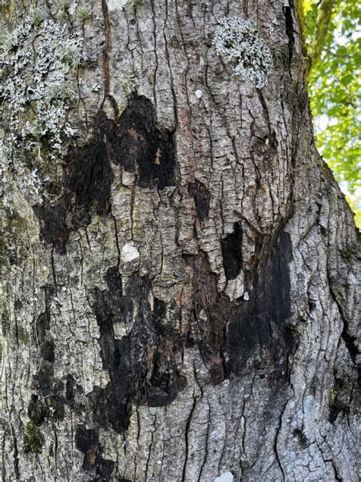 Why does my maple tree have black bark