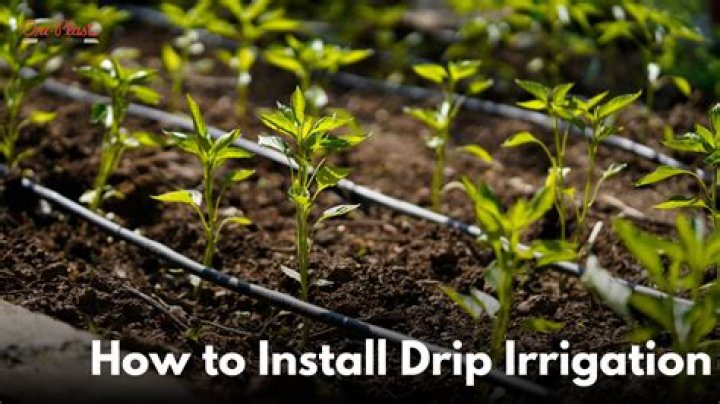 Why drip irrigation is bad