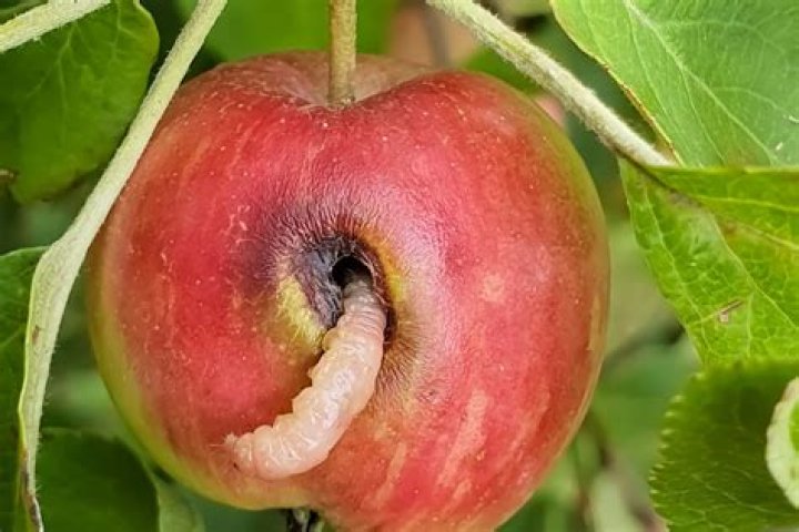 Why has my apple tree not flowered this year