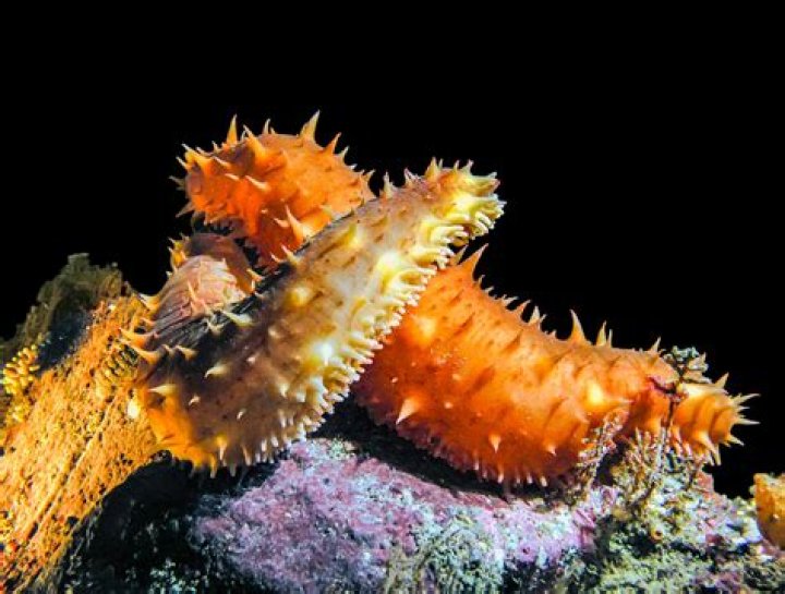 Why is a sea cucumber an echinoderm