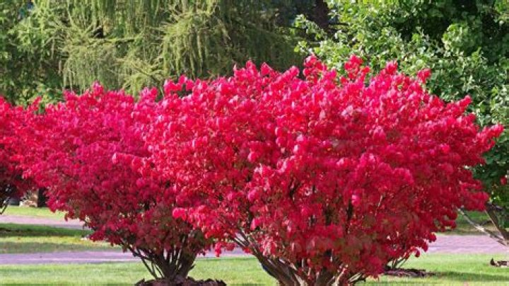 Why Is Burning Bush considered invasive