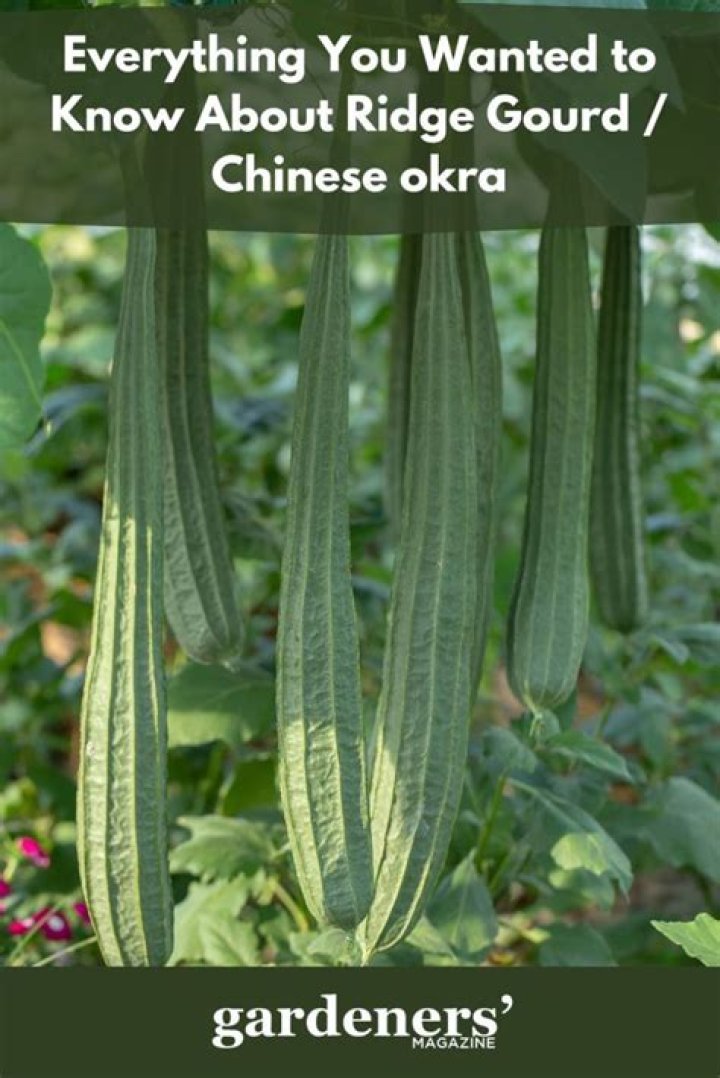 Why is Chinese okra bitter