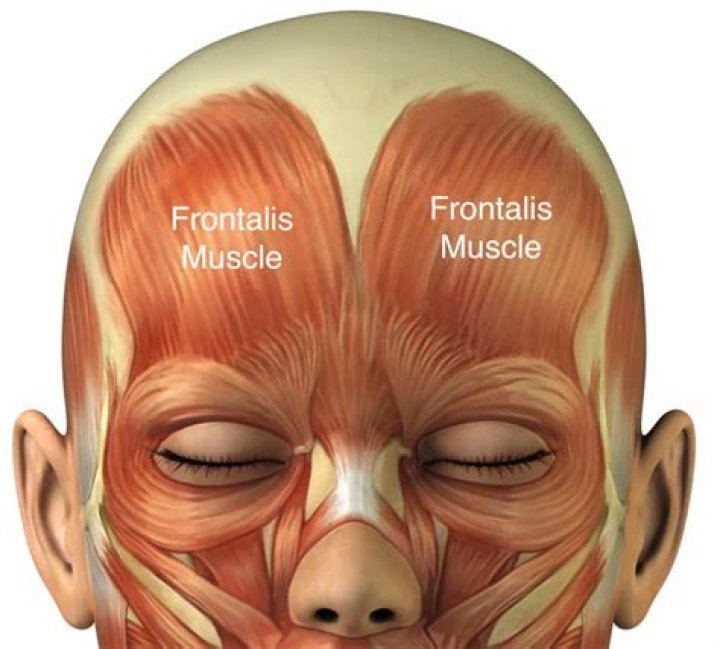 Why is it called Frontalis