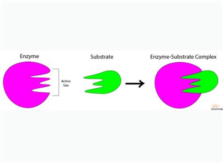 Why is it important that an enzyme not be changed or consumed during a reaction