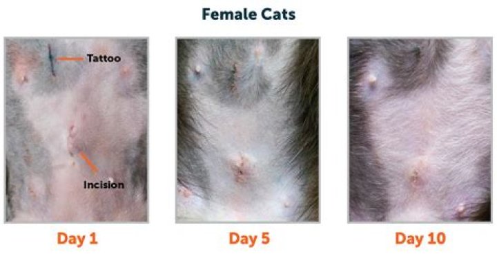 Why is it important to neuter a male cat