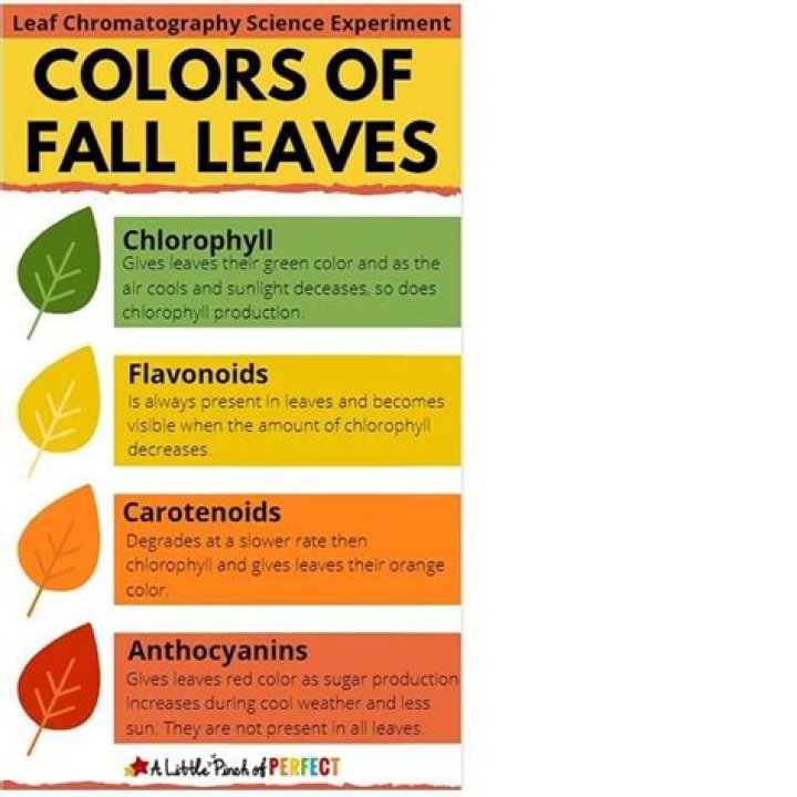 Why is leaf green in color