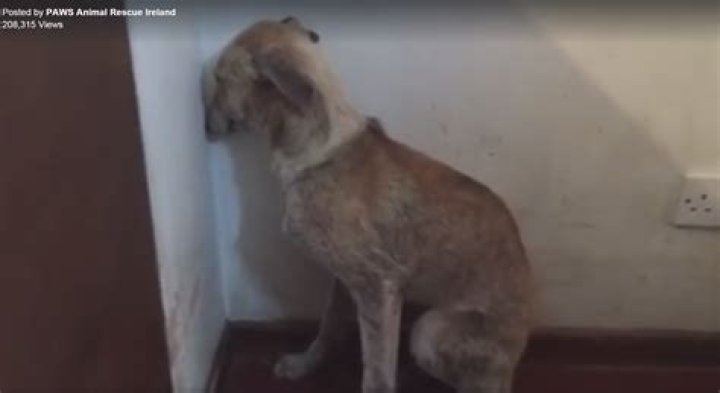 Why is my dog facing the corner