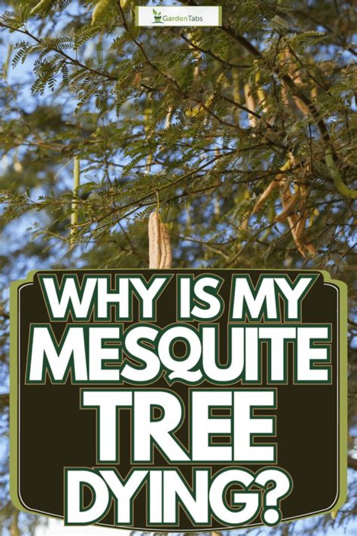 Why is my mesquite tree dying