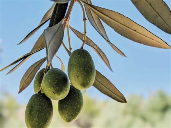Why is my olive tree leaves turning brown